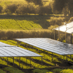 Agrivoltaico, pannelli solari rialzati su un terreno agricolo